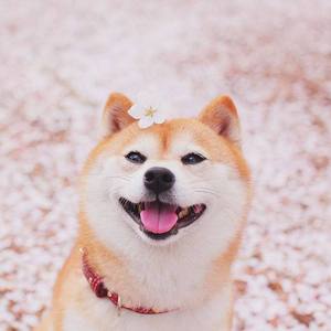 抛硬币/コイントス (Coin Toss)（翻自 岡田奈々）