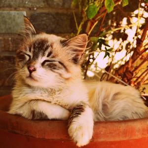 萌宠放松曲（钢琴）