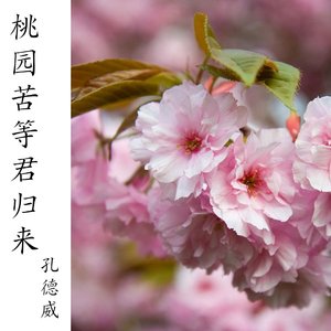 桃园苦等君归来