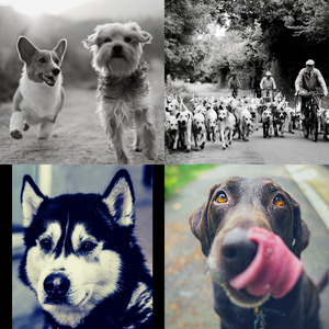 抚慰的幼犬回忆