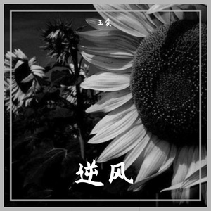 清晨，白鸽飞过那片熟悉的山岗