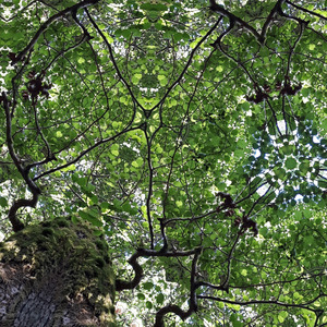 To the world of two-dimensional stillness