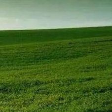 我曾向所有人炫耀过她CFRE