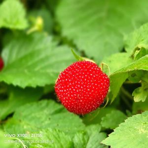 河畔的垂柳依依