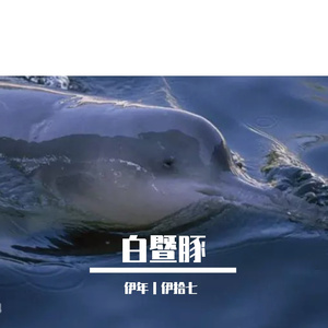 白暨豚