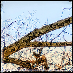River Bird Epilude