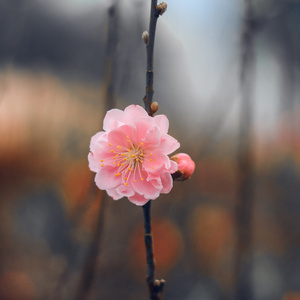 Ngày Xuân Long Phụng Sum Vầy