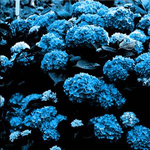 Hydrangeas