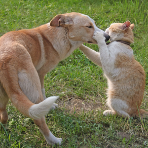 Wagging Melodies