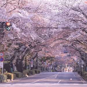 Xeuphoria-I Still Felt Lost（紗織大小姐家的天才 remix）