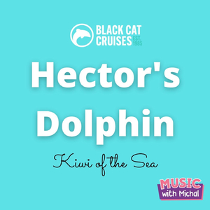 Hector's Dolphin (Black Cat Cruises)