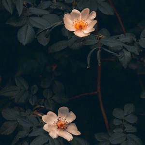 叶（FREE） 伴奏