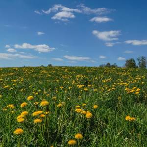 花开花落的相思调