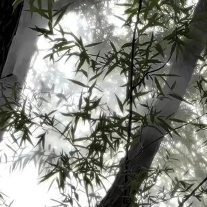 竹与月【若竹EP重制版】