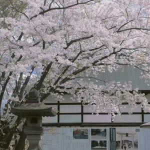 一腔诗意喂了狗