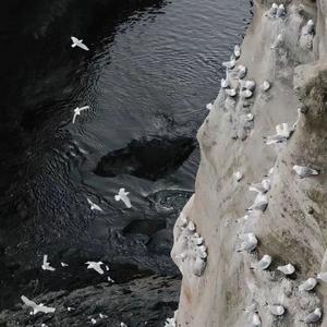 荆棘鸟群（prode by N2U_Beatz）