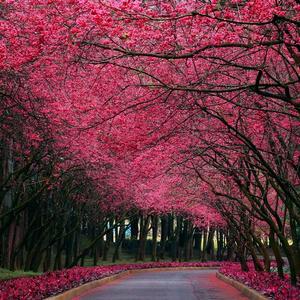 听 (狂飙) (抖音飙升)