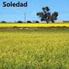 Soledad - Eres cobarde