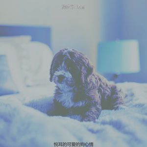 有趣可爱的狗情怀