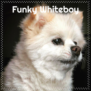 Funky Whiteboy