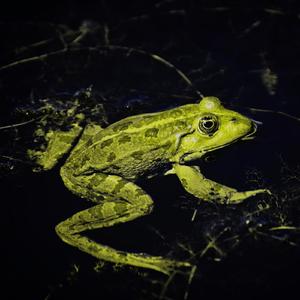 Kodok Bangkong (Live)