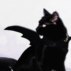 奇妙能力歌—陈粒