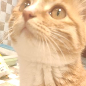 海浪的呼唤（Elaina/仙喵望月 remix）