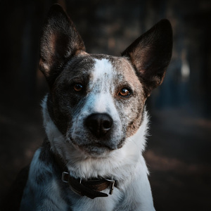Melodías Suaves De Acompañamiento