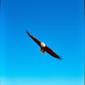 Хөх Тэнгэрийн Хүү (Son of the Blue Sky)