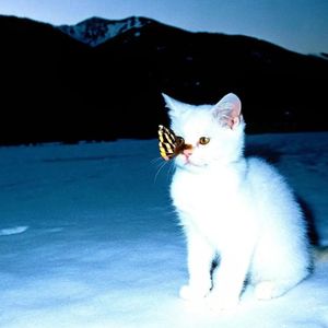 “LuminightCat”