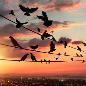 Kırlangıç (feat. Dilek YILDIRMAZ)