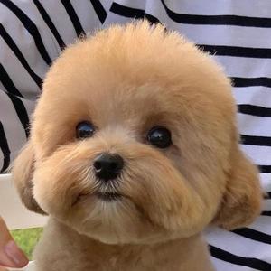 痴心绝对（Cover 李圣杰）