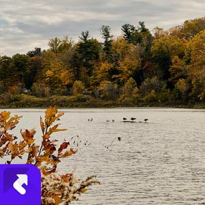 一叶秋（纯音乐)