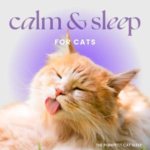 Sleepytime Sprinkles