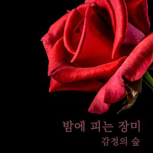 밤에 피는 장미