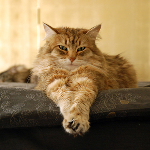 Tempo of Tranquil Tabbies