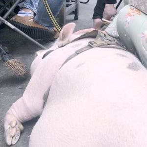 奥特曼拯救世界