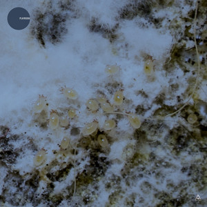 Telstar (Ahrwald Remix)