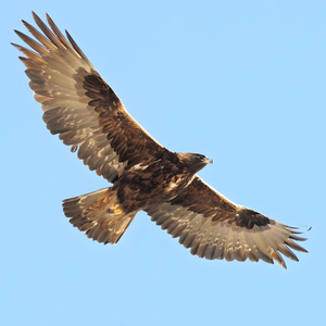 海边夜望中的梦想追寻