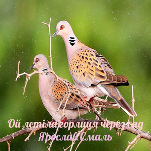 Ой летіла горлиця через сад