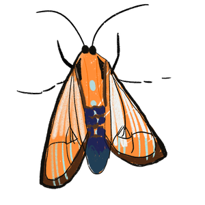飞蛾