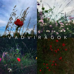 Vadvirágok