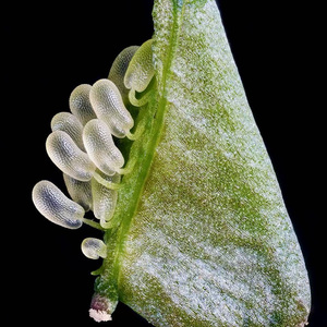 爱 是 一 片 沼 泽