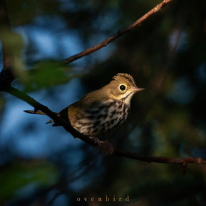 Ovenbird