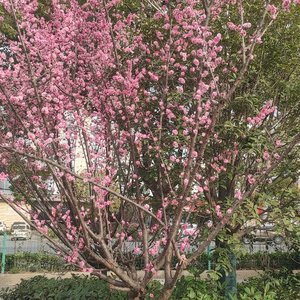 春天油菜花开