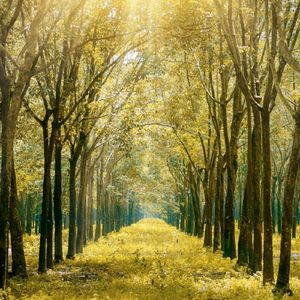 迷离（钢琴曲）