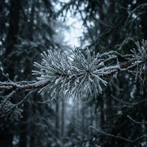 Frost Holds Everything Still