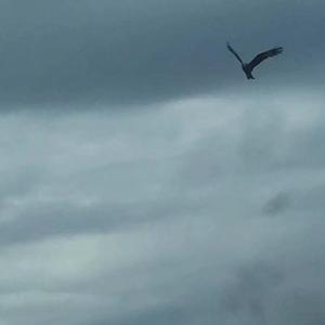 哪一个女娃娃没个干哥哥