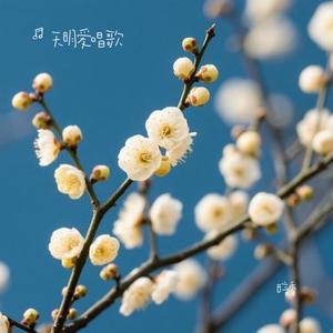 暗香(Cover 大头针)