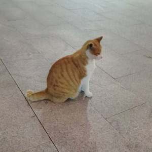 大海、少年、小狗和小猫给海边女孩的生日快乐歌